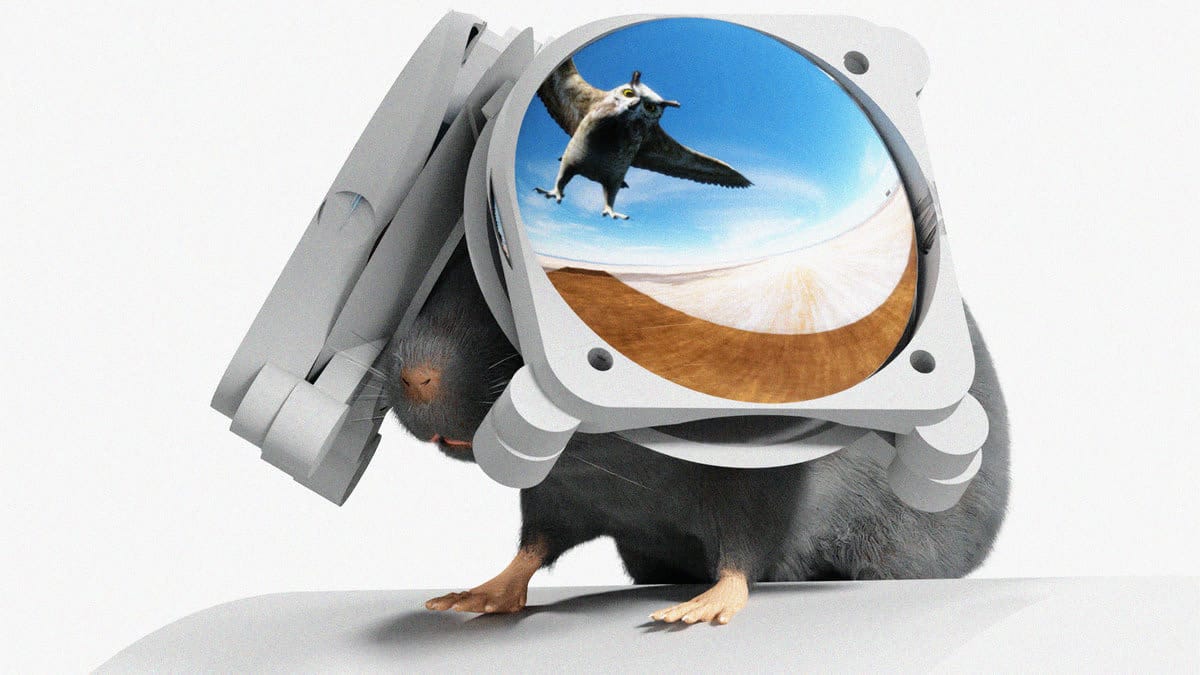 Для мышей разработали VR-гарнитуру для изучения их реакции на хищников