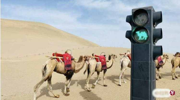 Популярность верховой езды в Китае вдохновила на создание специальных верблюжьих светофоров посреди пустыни