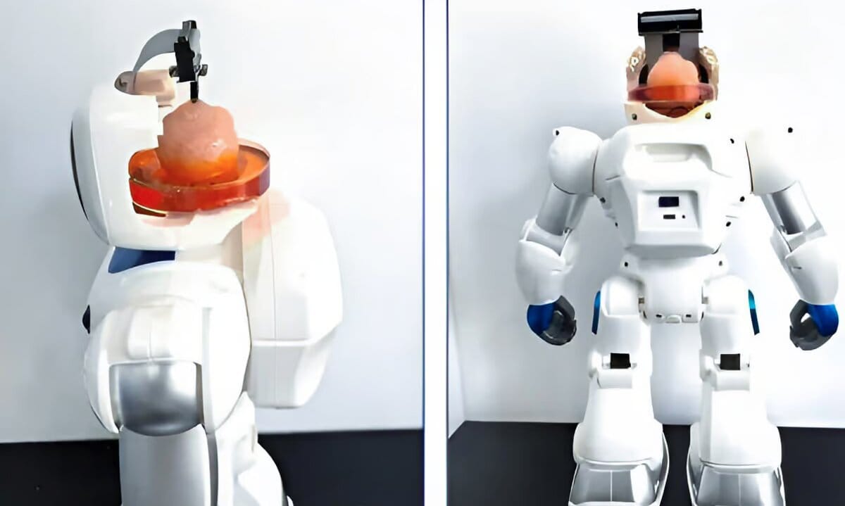 Китайские учёные разработали робота с мозгом из человеческих клеток