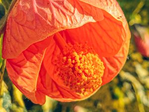 Разработчик Halide обнаружил скрытый режим макросъёмки в новых iPad Pro