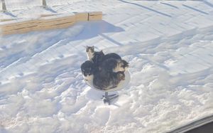 Starlink Илона Маска очень нравится... кошкам