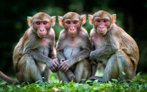 Учёные смогли клонировать макаку-резус, открыв новые горизонты в сфере биомедицинских исследований