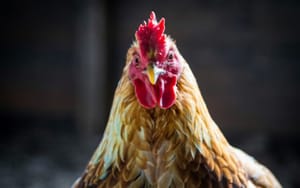 Учёные решили расшифровать «язык» кур с помощью искусственного интеллекта