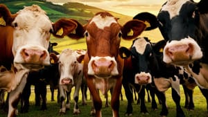 В условиях глобального потепления человечеству помогут самые потные коровы