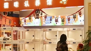 Тёмная сторона китайских автоматов по продаже «бесплатных кошек»