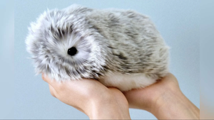 В Японии набирает популярность пушистый ИИ-питомец с уникальным характером