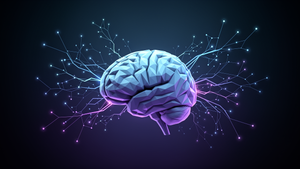 Четыре возраста мозга: масштабное исследование выявило ключевые точки перестройки сознания