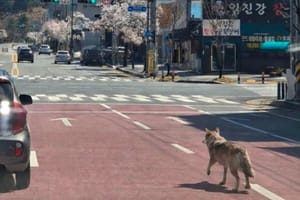 В Южной Корее арестовали мужчину из-за ИИ-снимка сбежавшего волка